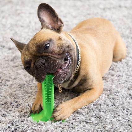 World's Most Effective Dog Toothbrush